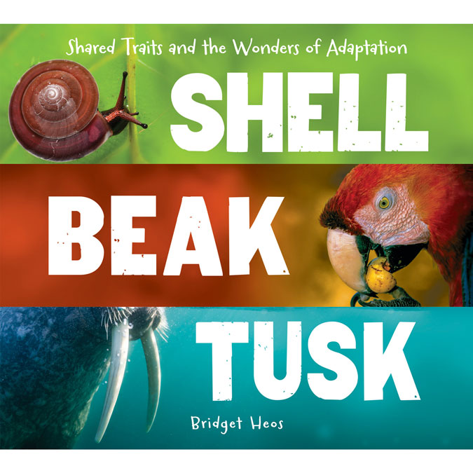 Shell Beak Tusk